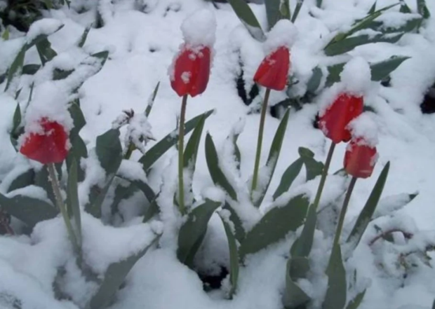 Снег, погода, похолодание, кадр из видео