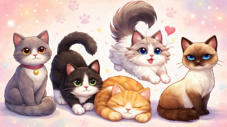 Котики, зображення: Clutch