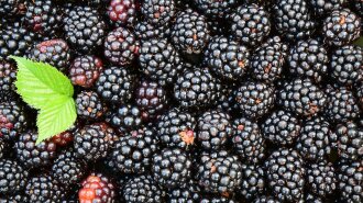 Чудо-ягода: названі неймовірні властивості ожини