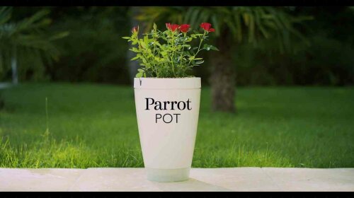 Parrot Pot