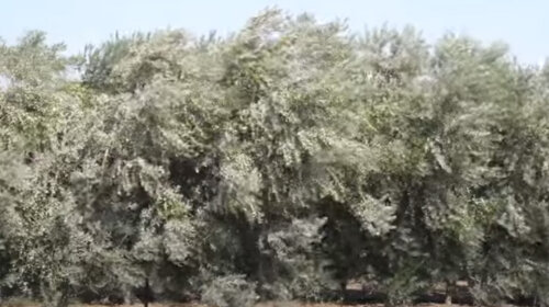 Оливковое дерево. Фото: youtube.com
