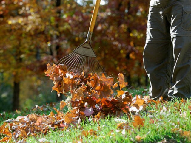 Коли опало листя: що обов'язково потрібно зробити в саду