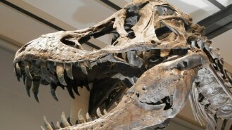 Ученые рассказали, как прошли последние часы жизни динозавров
