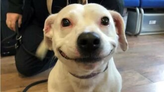 У Мережі знайдена сама усміхнена собака