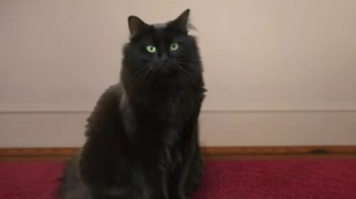 Кевин из "Один дома" остался вместе с котом: смешное видео взорвало Сеть