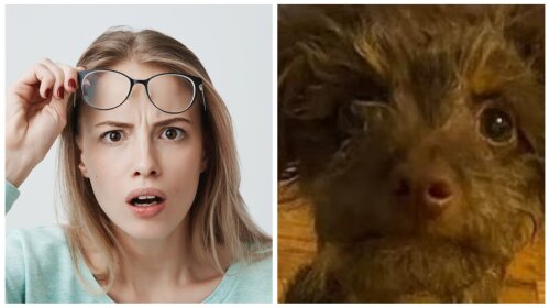 Американка купила бишона шит-цу, а вырос непонятный зверь: "Будто током било"