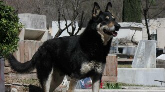 Реальный Хатико: история собаки, которая не покинула хозяина