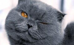 Вгодований кіт сів у людську позу, щоб подивитися мультик: відео підкорило мережу