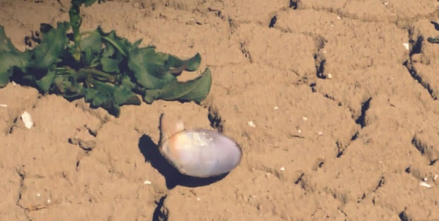 Погода, спека, посуха