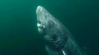 Ученые обнаружили гигантскую 500-летнюю акулу