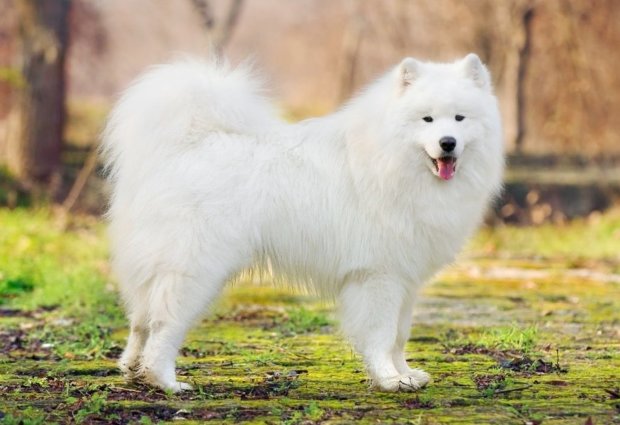 Белые Породы Собак Фото