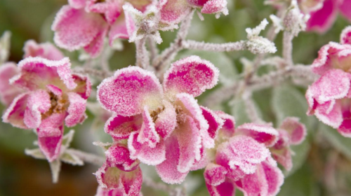 Похолодание, весна, погода, изображение из свободных источников