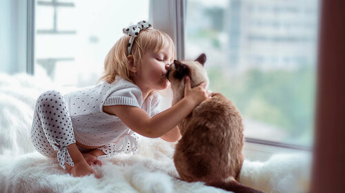 Гіпоалергенні кішки: три породи кішок
