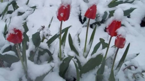 Сніг, погода, похолодання, кадр з відео