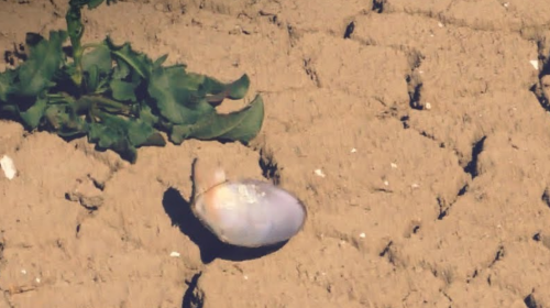 Погода, жара, засуха