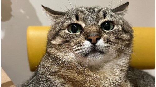 "Два хвостика и много усиков": кот Степан "рассказал" о пополнении в его семье