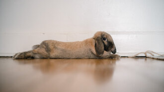 Милых фото много не бывает: лучшая подборка трогательных крольчат