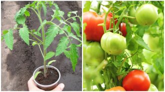 Топ-5 порад як виростити високий урожай томатів