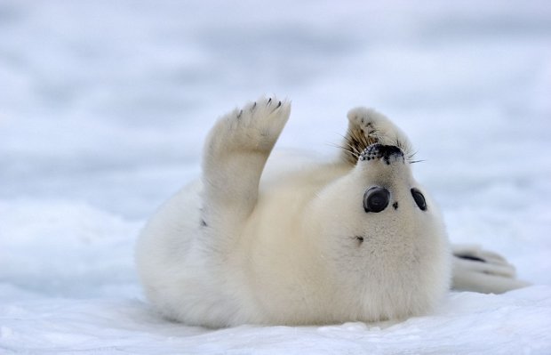 Маленький тюлень: интересные факты об этих животных