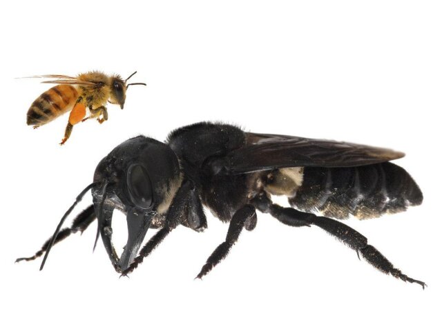 черная пчела