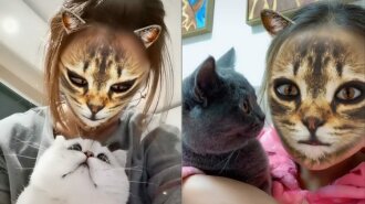 Сеть умилила реакция кошек на популярный фильтр в Instagram (видео)