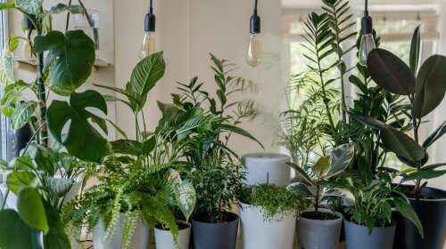5 вещей, которые нужно сделать к холодам: подготовь комнатные растения к зимнему сезону