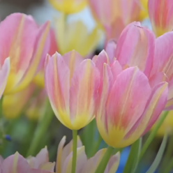 Тюльпани, скріншот із YouTube