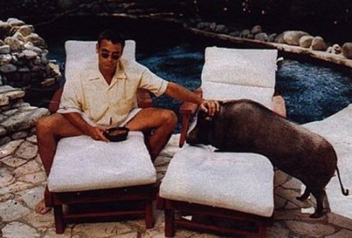 Джордж Клуни со своим другом, свиньей Максом