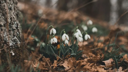Весна, погода, зображення з вільних джерел