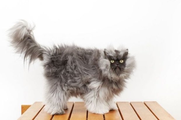 Полковник Мяу - самый пушистый кот в мире