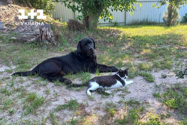 Пес Джум и новая кошка