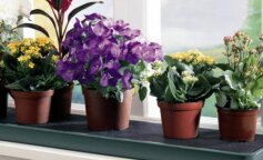 Ніколи не купуйте ці квіти в будинок: кімнатні рослини, які приносять невдачі та біди