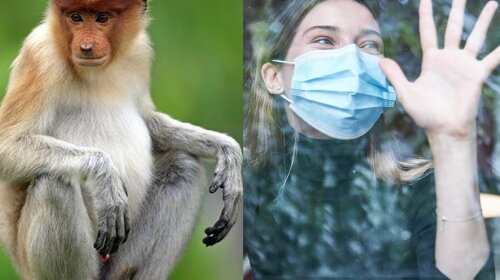 По миру распространяется обезьянья оспа: будет новая пандемия?