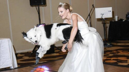 невеста танцует с собакой, танцующая собака, фото, видео