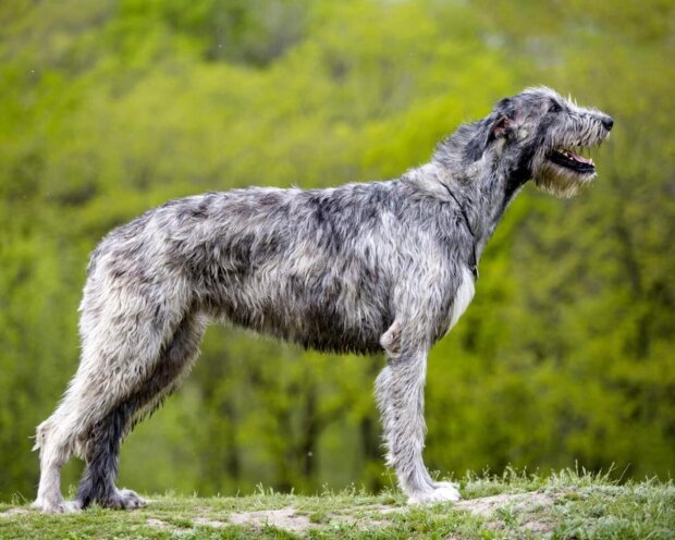 21 порода собак огромных размеров