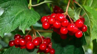 Полезна для женщин, понизит давление и защитит печень: названа ягода с уникальными лечебными свойствами