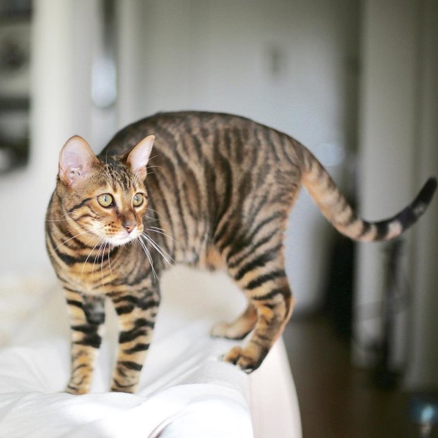 Тойгер Топ-10 самых редких и дорогих пород кошек