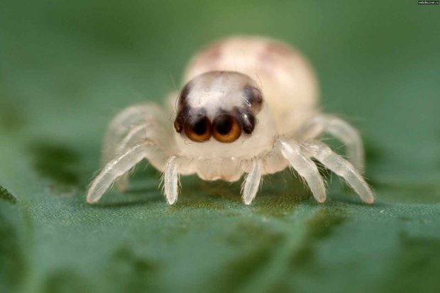 Павуки можуть виглядати дуже мило