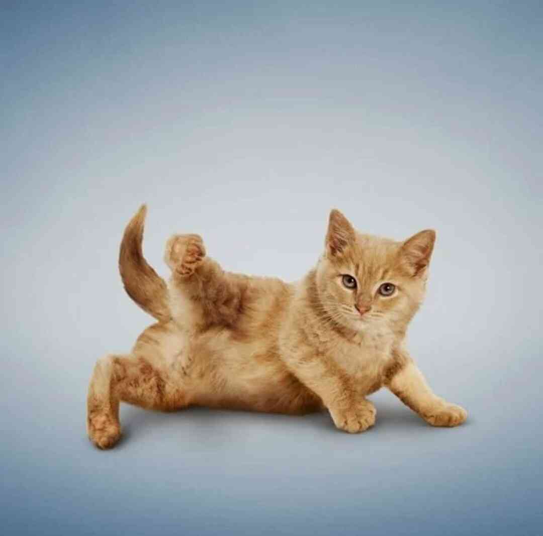 Гимнастика кошка