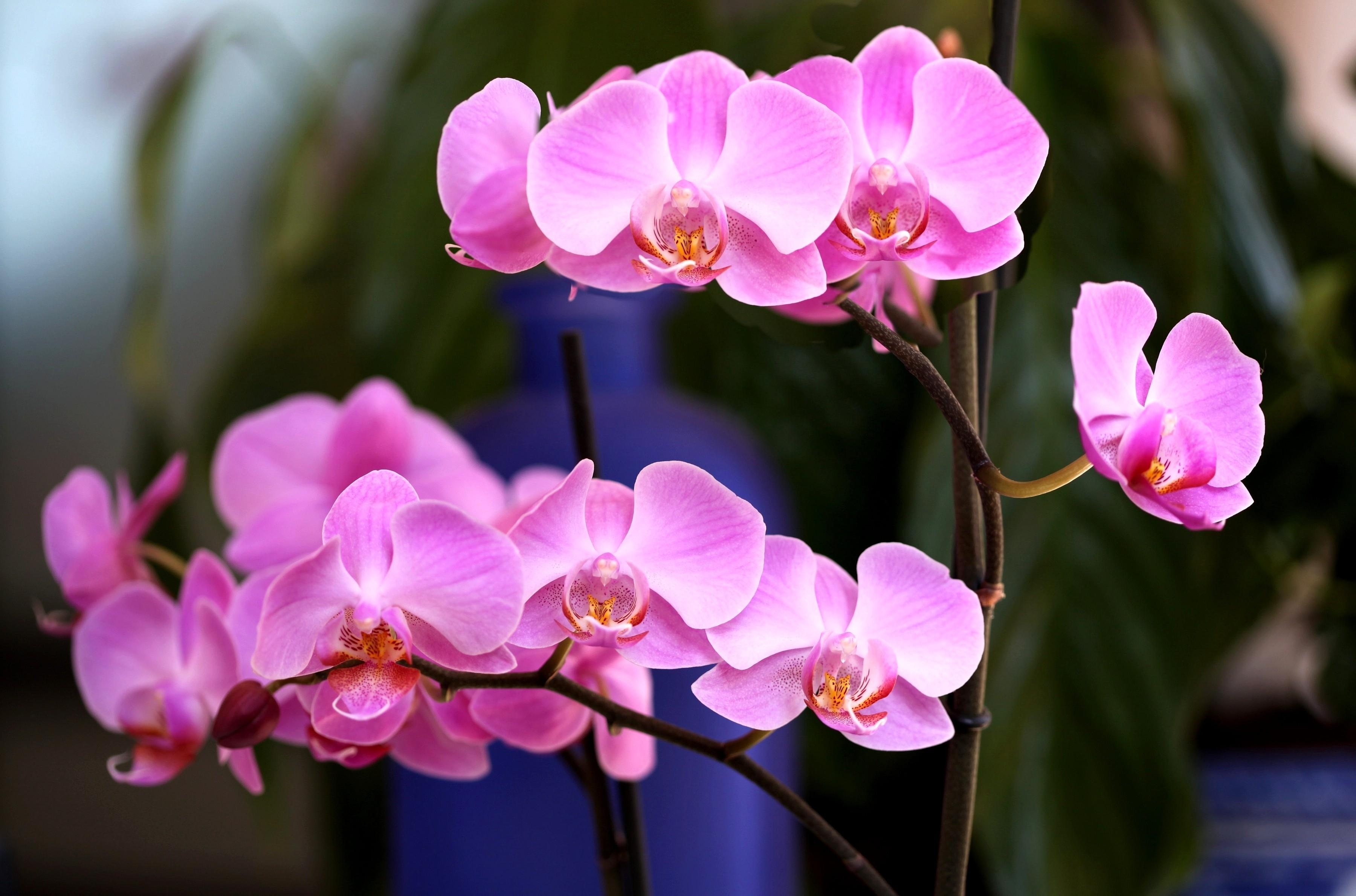 Почему не цветет орхидея?