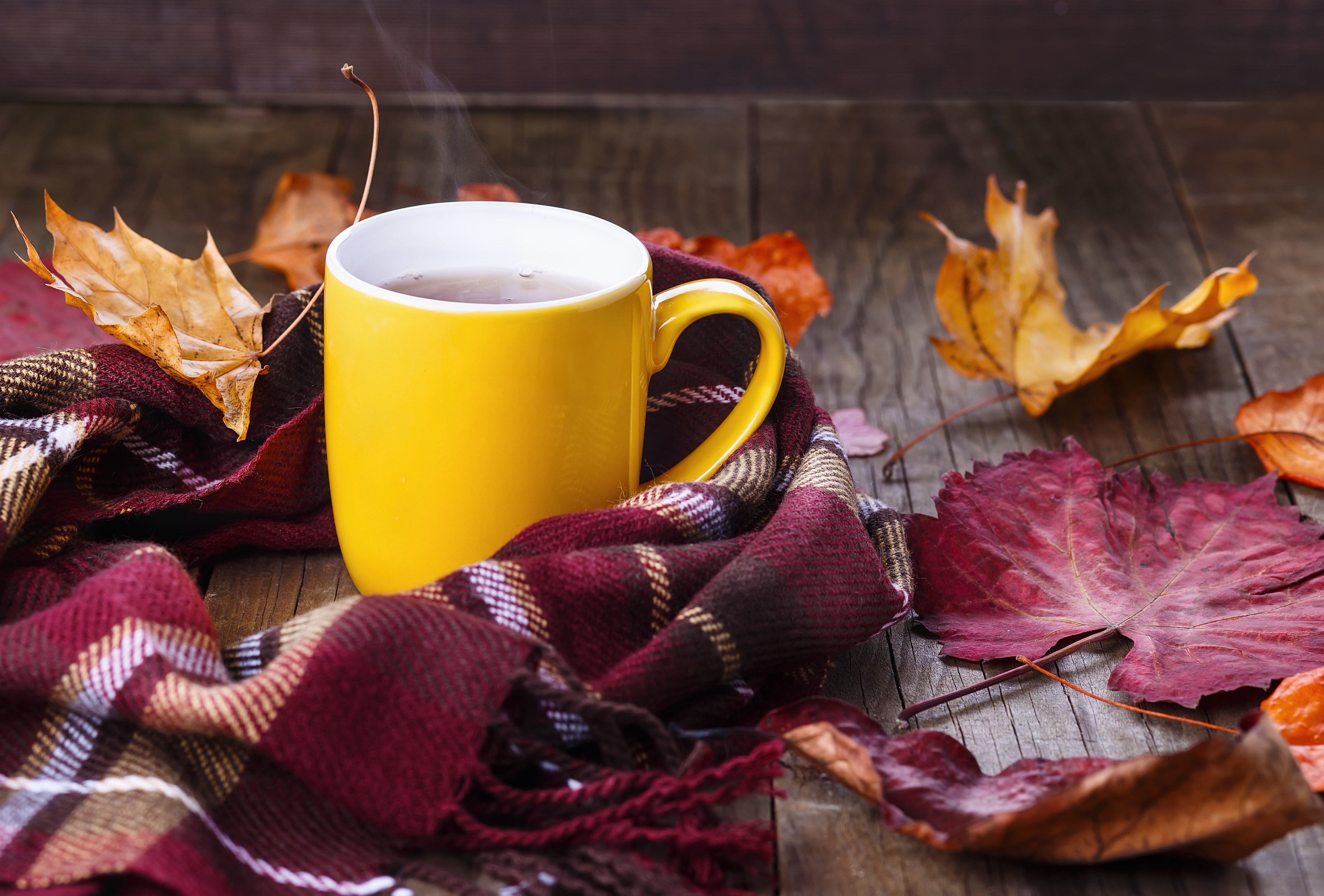 Холодный вечер горячий чай. Уютная осень. Осенний чай. Осеннее чаепитие. Чашка чая осень.