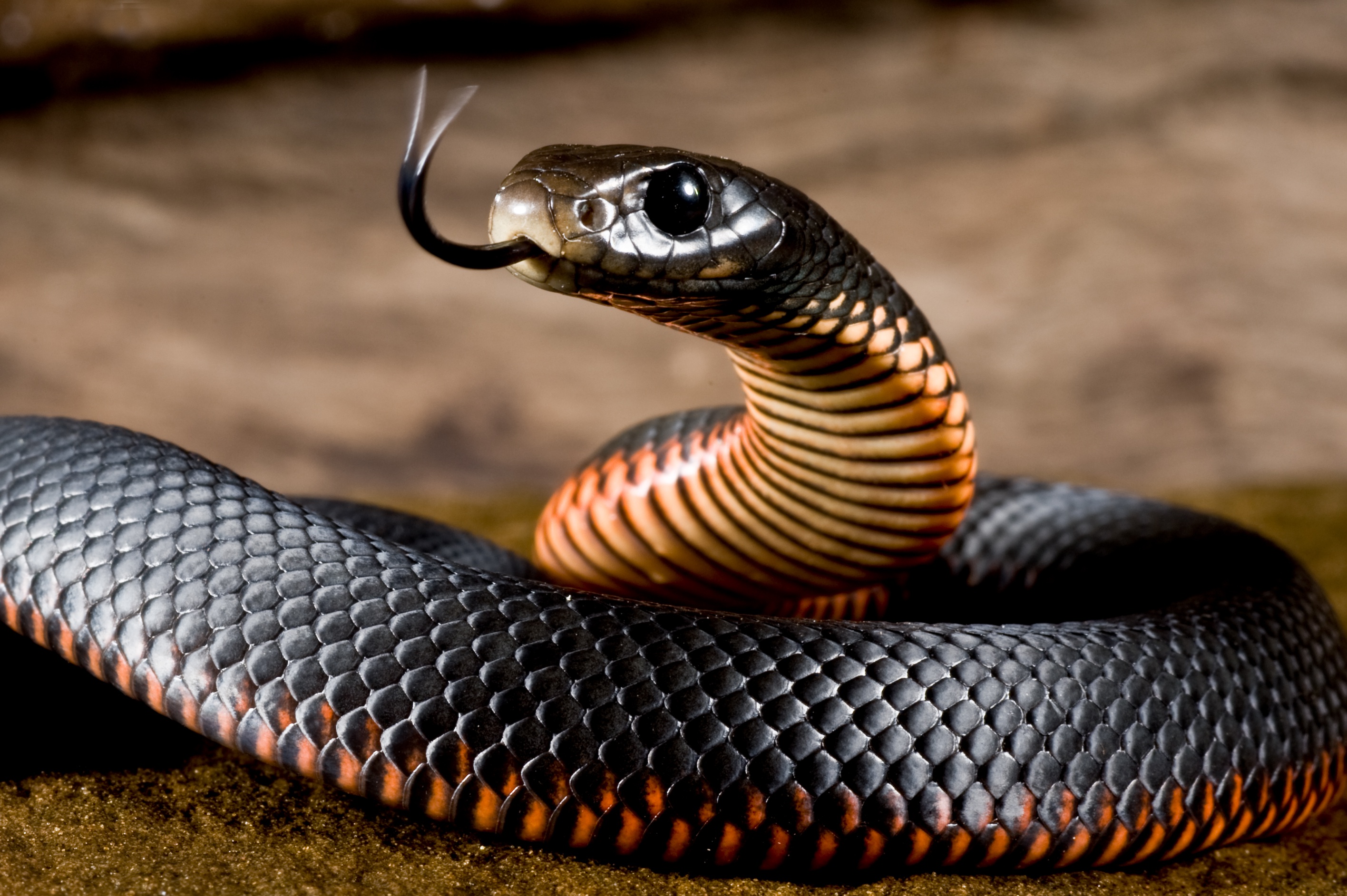 Самые ядовитые змеи фото. Черный Тайпан змея. Австралийский Тайпан. Самая ядовитая змея в мире Тайпан. Тайпан черная мамба.
