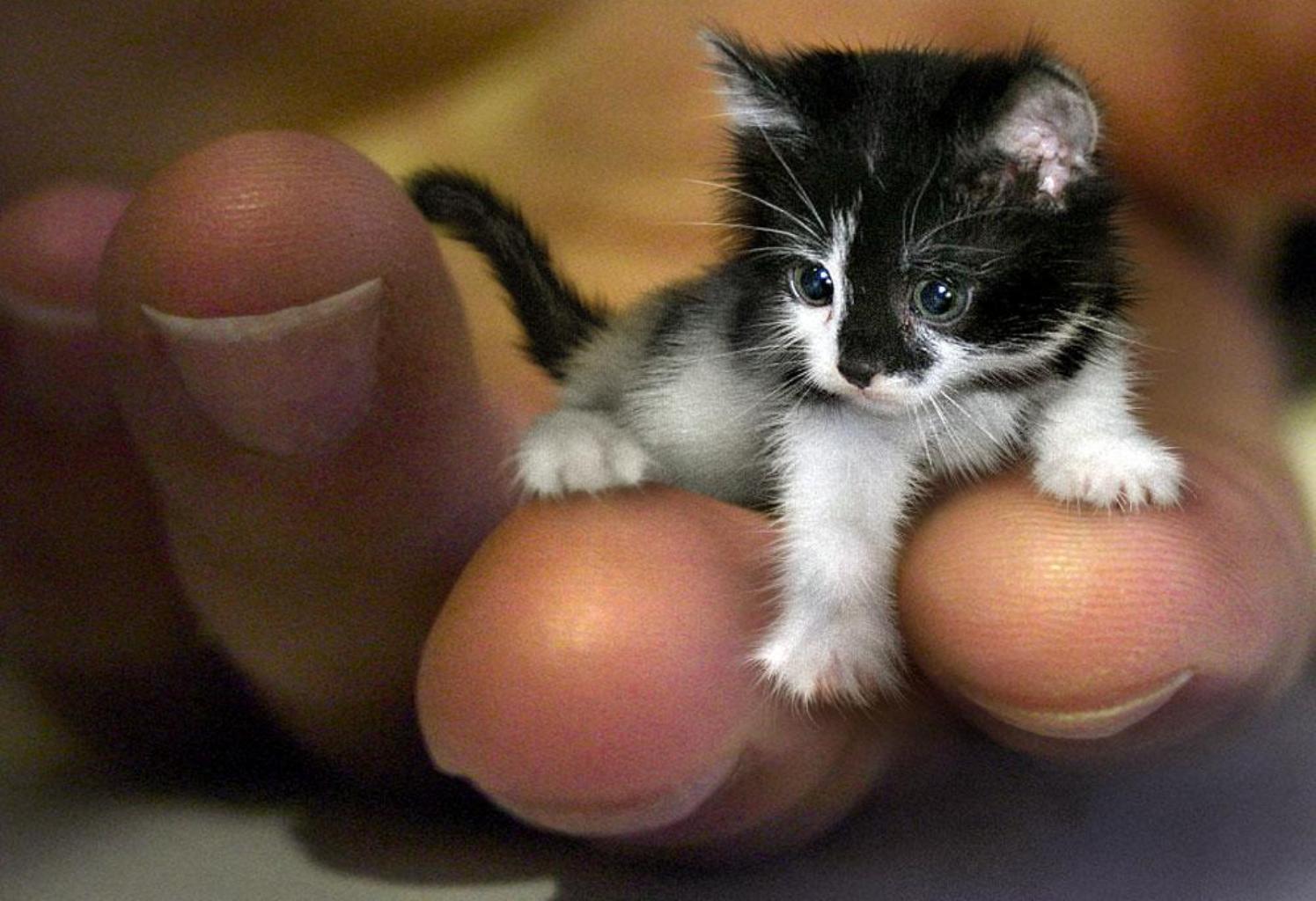 Маленький можно купить чтобы. Кошки породы Тинкер той. Маленький котенок. Самый маленький кот в мире. Самые бравенькие котики.