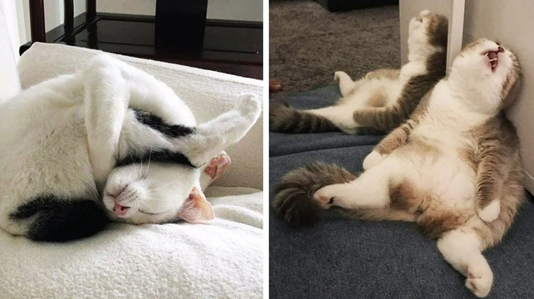 Покажи как они спят. Спящие коты. Смешные позы кошек. Спящие коты смешные.