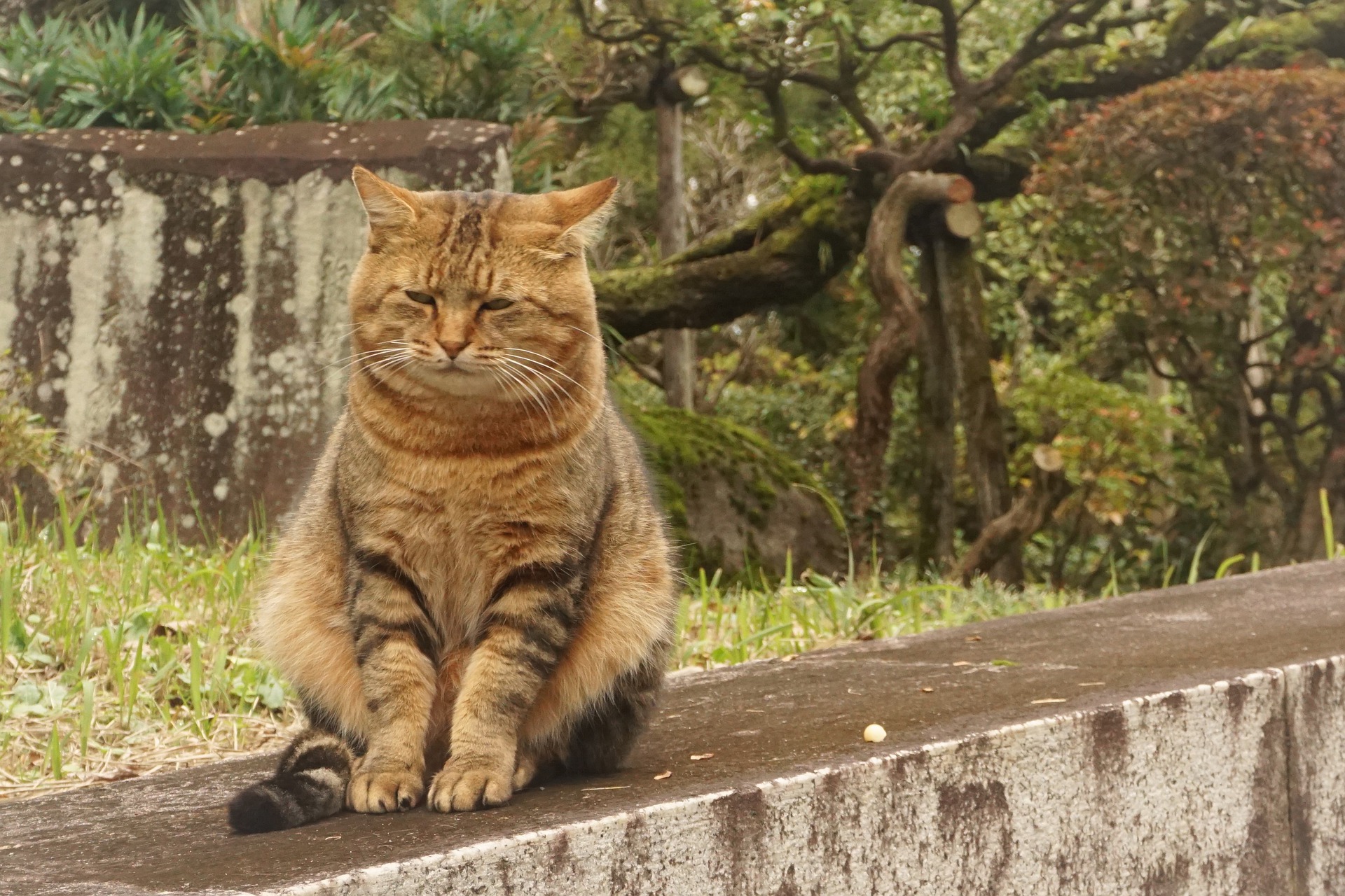 Sad cat. Коты. Кот Оскар. Грустный кот домашний. Лучше сделать и пожалеть чем.