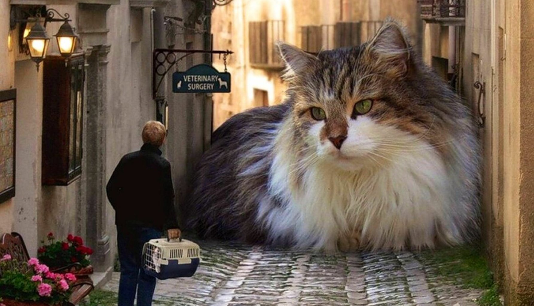 Самая Большая Домашняя Кошка Фото