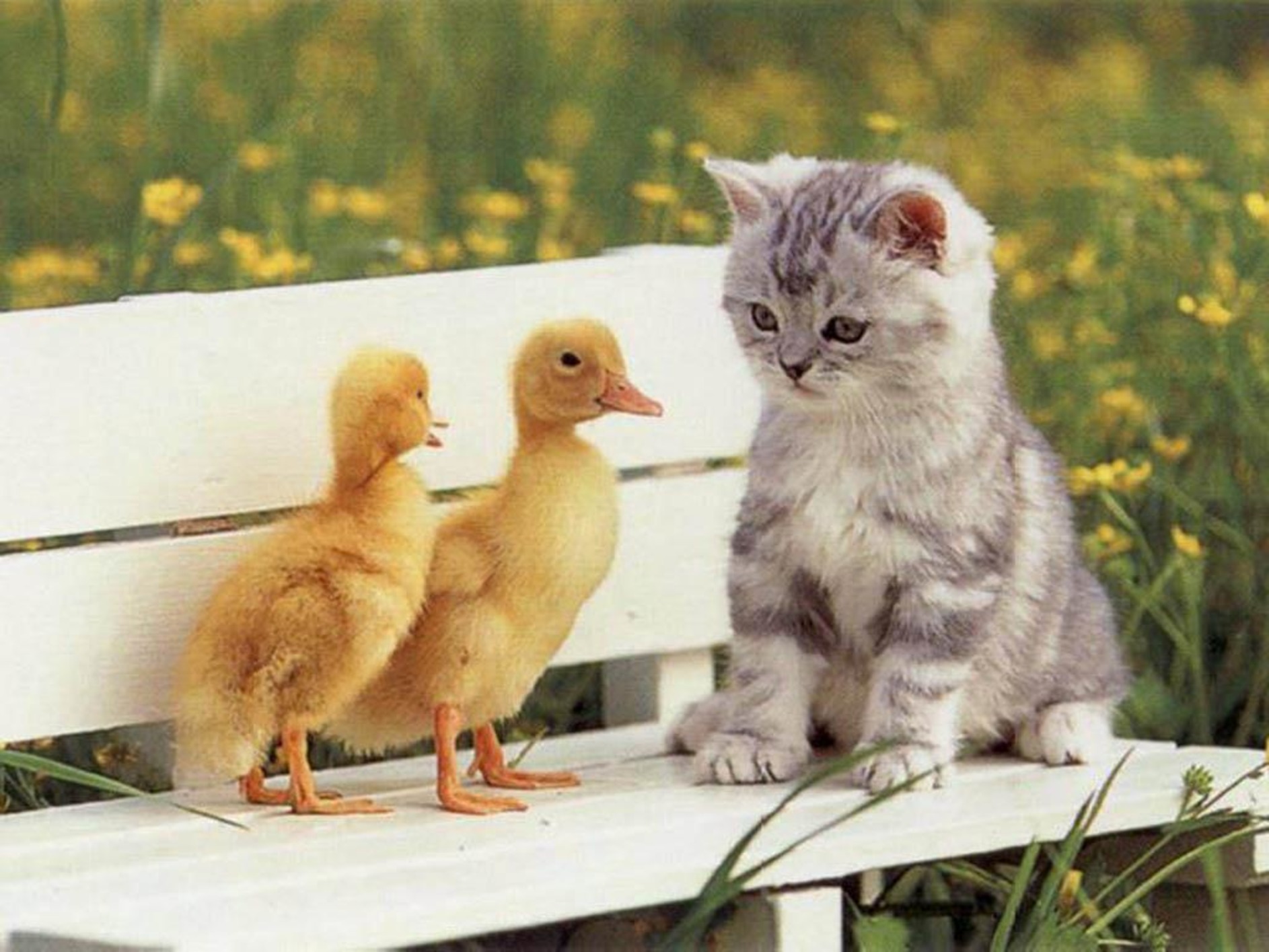 Cat duck. Котенок и цыпленок. Забавные домашние животные. Котенок и утенок. Милые утята.