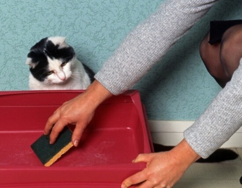 Чистил лоток. Кошачий лоток. Уборка кошачьего туалета. Уборка лотка для кошек. Грязный кошачий лоток.